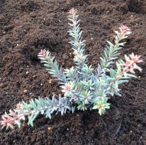 This particular variety is an attractive pyramidal shape perfect for patios with its dense, upright branches. It will grow quite large if allowed and regardless of the size it obtains you will benefit from narrow foliage that responds well to shearing efforts. It does require regular watering on a weekly basis and more so if you have it in a container. It responds well to partial or full sun and can be used to create a formal topiaries if you so desire. This is a very versatile evergreen tree that is prized for the foliage it provides.