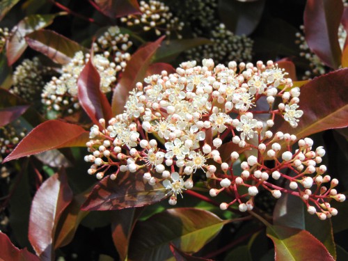 Photinia red robin flowers