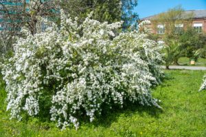 Taking on a more unique shape, the bridal wreath spirea is a medium-sized deciduous shrub which has tiny flowers on it. when you look at a single branch you will see that the flowers themselves grow off thin and long stems that all shoot from the branch itself which is what allows for that fanned out the appearance of a bridal wreath.