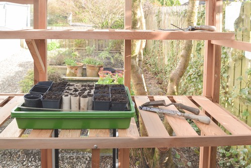 If you want to sow them indoors which is often more successful, this can be done in October or November which may also lead to earlier blooms, young plants can then be overwintered in a cold frame or greenhouse.