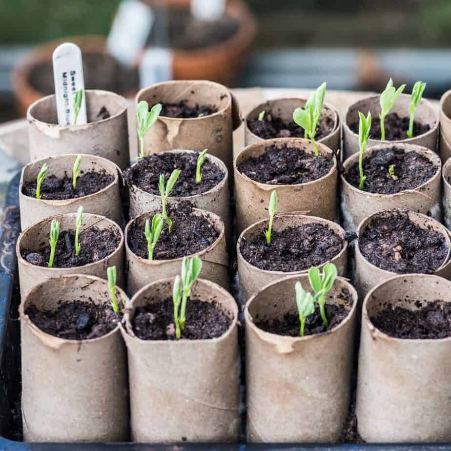 If you sow them indoors this can be done between January and March, fill a 9cm pot with quality compost and place around 6-7 seeds nicely spread with an inch of compost on top. Water well and cover with a piece of clear plastic such as a sheet of polythene.