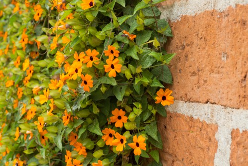 The Black-Eyed Susan is very frequently seen in hanging baskets at your local garden centre. This vine is not only charming but very easy to care for and perfect for containers or tubs.
