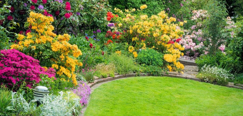 If you are looking for the best shrubs with yellow flowers to perfectly complement whatever colour pattern and scheme you have in your garden, then you need to incorporate one of these top 10 beautiful yellow flowering shrubs.