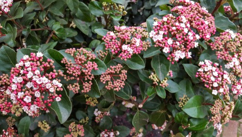 The incredibly ornamental bush has eye-catching flowers that come in the form of white clusters followed by colorful blueberries and bright green, leathery foliage. The buds that you receive will start off as a pale pink shade in the middle of winter and manifest throughout the beginning of Spring in the form of fragrant clusters that reach between 5 and 10 centimeters in size. 