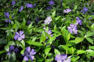 Vinca minor - fast growing ground cover shrub