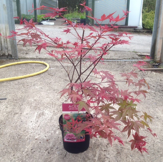 new acer that can be pruned to shape when young