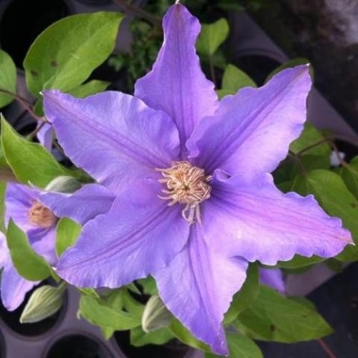 The next on the list is the Angelique. This is the perfect clematis for tubs or containers with blooms that take on a pale lilac shade offset by a crown of beautiful stamens. 