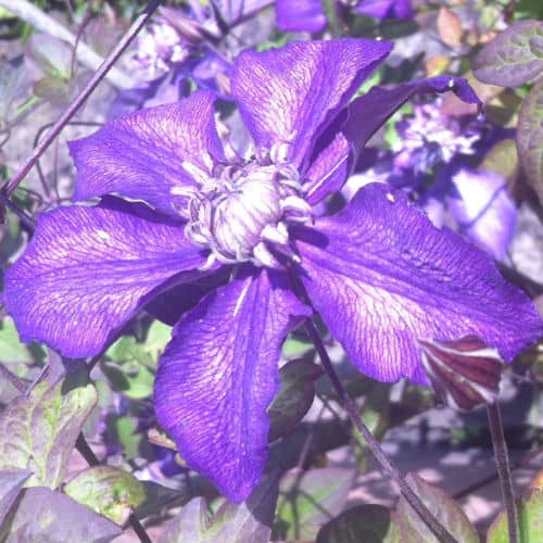 This is an eye-catching hybrid that can withstand tumultuous weather will grow very effectively in pots and only requires minimal maintenance once it is in place. At the end of summer, rest assured that this variety will give you an eye-catching display. This is a Raymond Evision Clematis and belongs to pruning group 3 so a hard pruning is recommended.