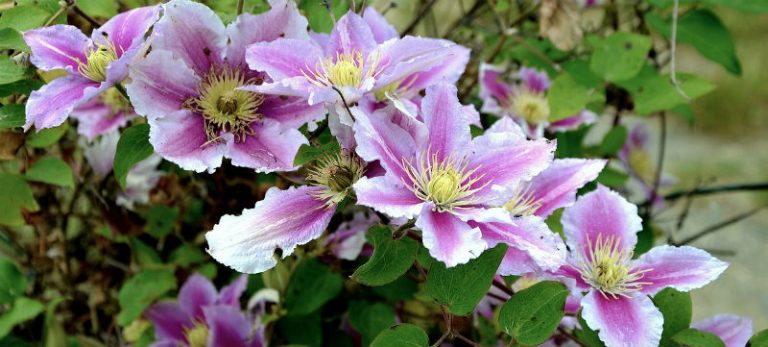 Best Plants For Hanging Baskets - Upright & Trailing Varieties ...