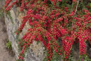 This flowering plant is part of the Rosaceae family and brings with it rich, green leaves coated in a stunning shine alongside rich winter berries of red or orange. Similarly to the other plants on this list, it can make for a beautiful hedge and protect against intrusion while also adding a collage of colours.