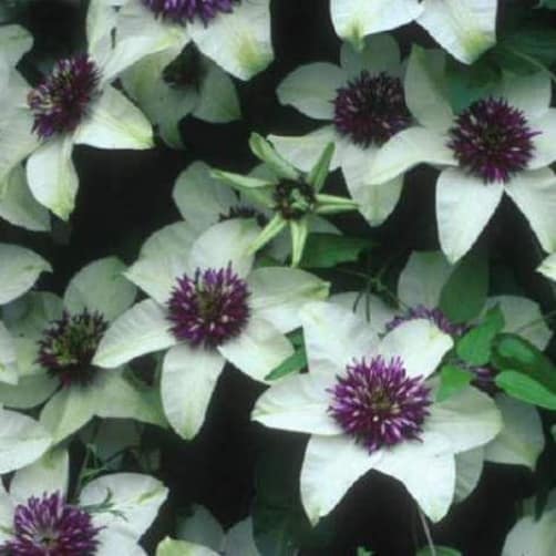 A truly stunning option for those who perhaps want a combination of the whites provided by the Alba plena and the purples provided by almost any other variety, this clematis is the winner. This is going to provide an abundance of creamy white flowers that span between 7 and 10cm across which are adorned with thick, richly purple stamens. You will get your primary flush between the end of spring and the beginning of Summer with sporadic secondary flushes during the autumn.