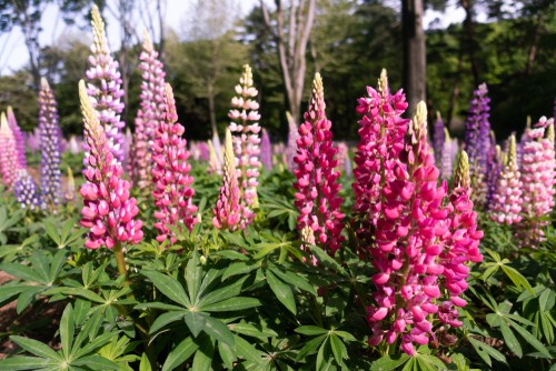 Lupin plants will improve the fertility in your soil overtime because they fix nitrogen levels.