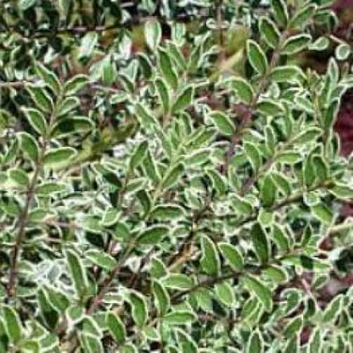 Lonicera silver beauty - evergreen shrub