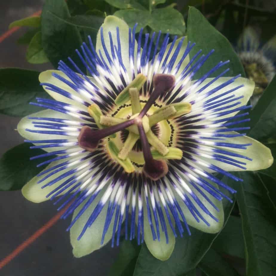 Passion flower - evergreen climber that grows well in large containers