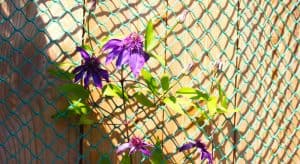 If you plan on planting a clematis against a fence then its important to know how to do this, you need either some trellis work, steel wire or planting netting.