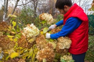 Pruning hydrangeas in pots