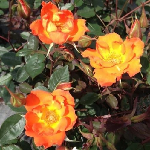 warm welcome miniature climbing rose for pots | Pyracantha.co.uk