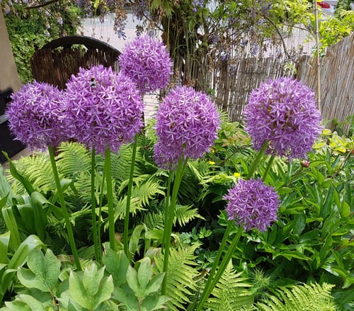 The ornamental onion is a bulb type plant that offers deep lavender blooms in the month of May that can be as large as a small child's head so they really are something to look at. This is very easily grown as long as it gets access to full sun or partial shade and well-drained soil. It will perform well even in sandy soil is quite tolerant of a wide range of different soils making it ideally suited to gardens that don't have a perfect soil balance. 