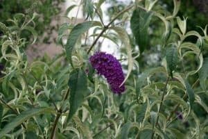 This beauty is referred to as a butterfly bush and is a deciduous shrub that not only produces deep purple flowers in clusters but it is heavily fragrant and will attract butterflies all summer long.