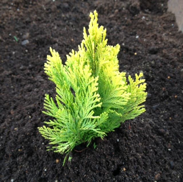 This popular Dwarf Evergreen takes on a conical shape and produces flat sprays of foliage that ascend upward in a stunning display of green and golden yellow. It will grow most effectively in a sunny location. Given its slow growth pattern of up to 15 centimetres per year, it is perfect for containers, sunny borders, or smaller areas of your garden where it will provide colour all year round. It grows well in moist, well-drained soil and prefers full sun or partial shade. It is a very low-maintenance plant with no pruning required and only grows to around 50-100cm tall.