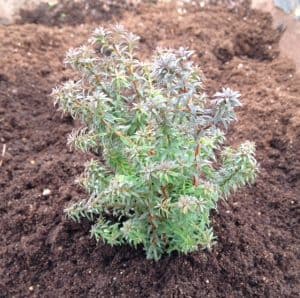 Chamaecyparis Rubicon is a smaller, rounded shrub, colloquially referred to as the Heather bun, this dwarf conifer has pale blue-green foliage which, come winter takes on a purple shade which stands out against any garden that is full of snow and provides vibrant winter shades in your garden where other plants don’t.