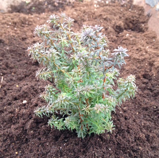 Chamaecyparis Rubicon is a smaller, rounded shrub, colloquially referred to as the Heather bun, this dwarf conifer has pale blue-green foliage which, come winter takes on a purple shade which stands out against any garden that is full of snow and provides vibrant winter shades in your garden where other plants don’t. 