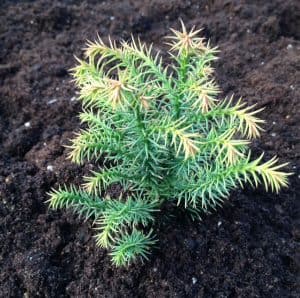 This Japanese Cedar is an unusual evergreen that offers a reddish brown bark in addition to the dense, green-golden foliage. The foliage is comprised of short leaves that are arranged in a spiral around the smaller branches with spherical cones to boot. This dwarf Conifer creates a dome shape with a sharp point and produces an overall effect similar to moss. It will thrive in all soil types and as new growth arrives it takes on a creamy yellow tint which lends itself to a bronze tint come winter. When it reaches full maturity it will have a maximum spread and height of just one meter which can be contained if necessary but takes up to 10-20 years to reach.