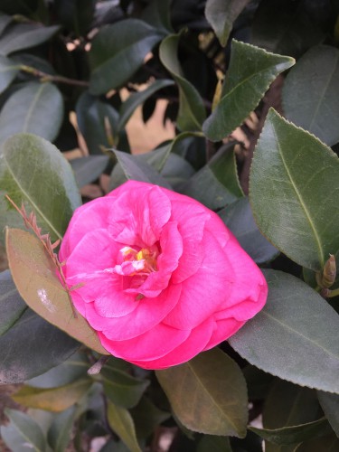 Ruby wedding gets its name from the delightful ruby red flowers that appear come springtime. The vibrancy of these red flowers contrast the rich green foliage that appears all year round.  perfect for partial or deep shade