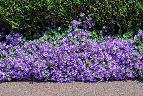 This is one of the best bell flowers you can choose especially if you need to fill in space between your stepping stones, add some accent to a rock garden, or give your garden a beautiful purple flower to trail over your walls. 