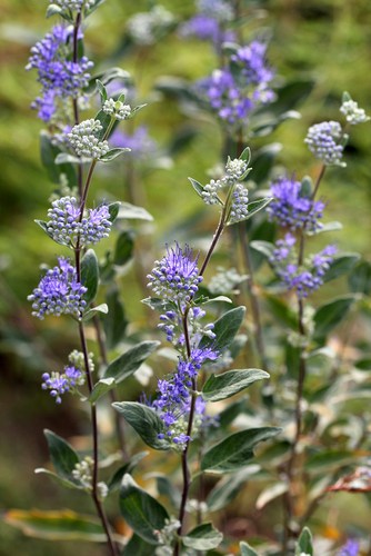 Known as Bluebeard, this deciduous shrub reaches about 1 meter maximum in height and spread which makes it perfect for a low-growing plant.