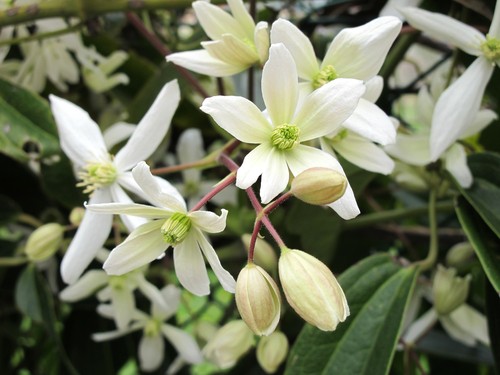 This white variety of Evergreen clematis is rich with leathery green leaves and star like blooms that form in white clusters. They will quickly grow over any trellis or wall and are perfect for creating a privacy screen. 