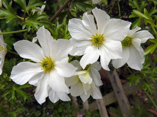 This variety will bloom between the middle and end of spring time with large, white flowers that stands beautifully against the textured green foliage. The seed heads that develop after the flowers extend the visual appeal that the early sensation brings to any garden. 