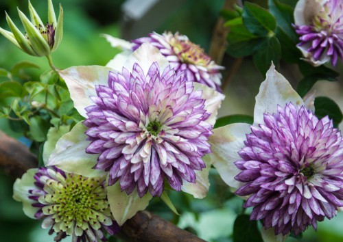 The clematis is well known as a deciduous vine but this particular variety is one that has some of the most uniquely beautiful flowers. When in full bloom you will enjoy 6 beautiful petals in the centre of which is a rich purple stamen with a green centre that draws the eye.