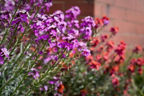 This plant produces dense racemes of large flowers that are not only a stunning purple shade but have a rich fragrance. It can reach up to 75cm in size and produces narrow, dark green leaves that offset the rich purple flowers which often stay well into winter.