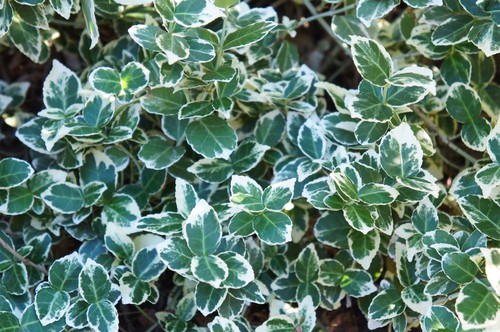 Euonymus Emerald Gaiety is particularly popular as a foundation plant as well as a ground cover because of how prolifically it grows. The leaves are a rich hunter green edged in white which stands out. At full maturity, the bush will reach an average of 1m in height and a slightly larger spread. The branches will grow in an upright fashion and you can train it with proper support to go up and over walls if you want. 