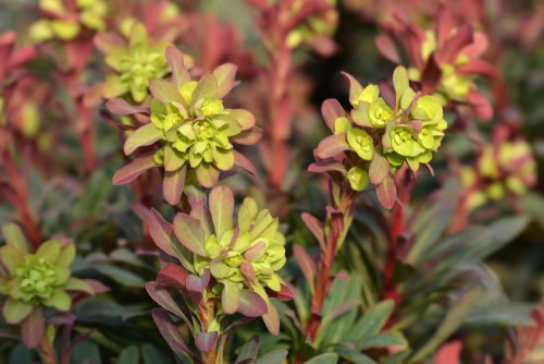 While most plants in your garden take on some shade of green, this plant gets its name because of the incredibly unique burgundy-purple foliage it has. On top of the rich burgundy foliage will grow clusters of bright yellow and bright green flowers that are very impressive.