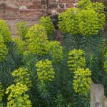 Looking for Fast Growing Evergreen Shrubs? Whether you're looking to fill a gap, plant a screen or create a hedge we have 12 shrubs to consider for all situations.