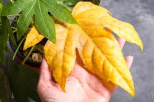 Fatsia Japonica is a tropical looking plant and very tough which means it rarely has issues with diseases and pests but it can still be affected by caps and bugs, aphids, or caterpillars.