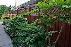 Fatsia Japonica Propagation