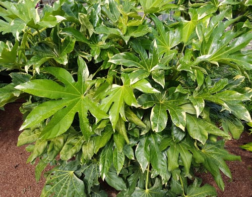 Fatsia Japonica is a tropical plant, when grown outdoors this shade-loving variety will make for a bold statement in your garden. This broadleaf evergreen has larger lobed leaves that can reach up to one-third of a meter in wits and span outward and upward like a hand reaching into the sky. The leaves are so large that their weight generally causes the plant to lean to one side or the other. In fact, at full maturity, the plant can reach upwards of three meters and some older established plants can reach up to five meters in height. Too much sunlight will turn brown which is partly why this plant is ideally suited for shaded regions.