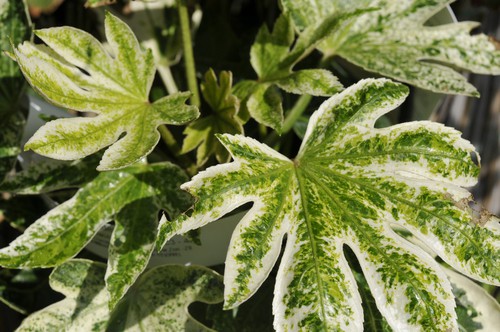 Fatsia Spiders Web