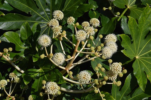 Pruning established Fatsia plants