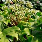 Fatsia japonica pruning