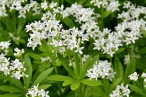 Galium odoratum is commonly called the sweet-scented bedstraw. This perennial is quite tolerant of heavy shade which makes it the perfect evergreen ground cover for more shaded regions in your garden. At its full maturity, it will reach a height no more than one-quarter of a meter and a spread no more than one half of meter which makes it a very low growing option for your garden. This plant is a perennial so in colder areas, it may die back but in many areas of the UK is often grows all year round and never dies back which is why we recommended it on this list.