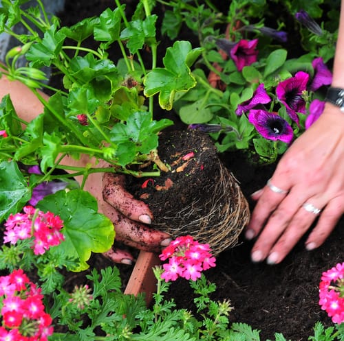 When you start planting geraniums, if you purchase them from a nursery ahead of time it's important to look for healthy leaves that don't have any discolouration. The stems on the plants you are buying should be very strong. Any plant that has obvious signs of damage, weakness, or pests should absolutely be avoided, even if it's a plant you have propagated from the season prior.