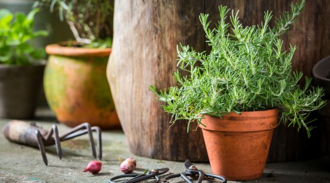 Growing Rosemary In Pots - For beginners | Pyracantha.co.uk