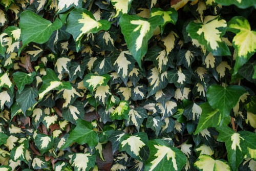 English ivy is a vigorous evergreen vine which can be used to provide ornamental ground cover or establish itself as a covering for brick walls or stone walls. If you are planting outside you need to make sure that this particular variety you plan to use is acceptable in your area simply because it is so invasive that in certain regions you might have to undergo considerations to keep it confined to your property.