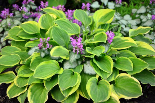 Hosta grow well in wet soils