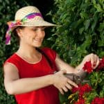How to deadhead geraniums