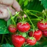 How to grow strawberries in the ground, containers and tubs and in hanging baskets